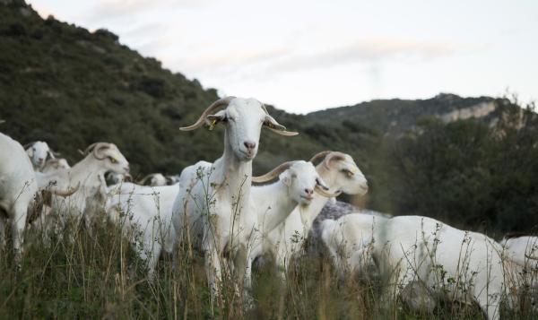 <span>1</span> La feria familiar que descubre cómo los rebaños ayudan a cuidar los bosques | Foto: Granja Can Gel