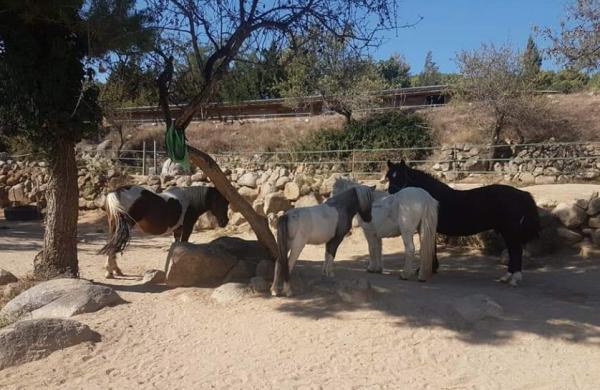 Mussara Equitació Emocional amb nens