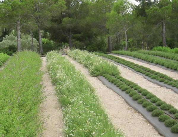 Jardí botànic medicinal Ecoherbes Park | Jardí Ecoherbes. Foto: ECOHERBES