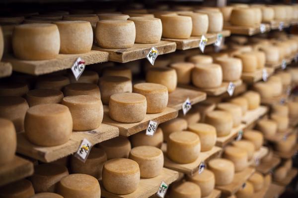 Visita a la fábrica de quesos Cuirols Con niños