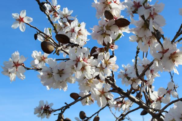 Garrigues