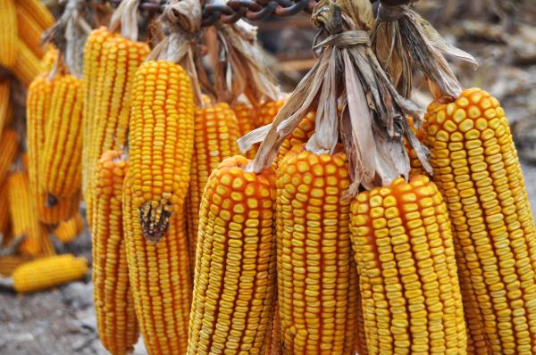 La Fira del Farro a La Vall de Bianya, un dels aliments tradicionals de la Garrotxa