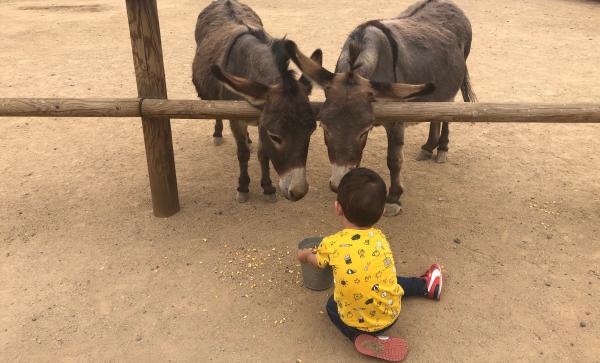 La mascota i el jardí Con niños