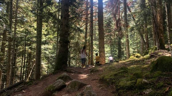 Un passeig pel Bosc de Gerdar, un dels boscos amb més avets d'Europa, a l'Alt d'Àneu