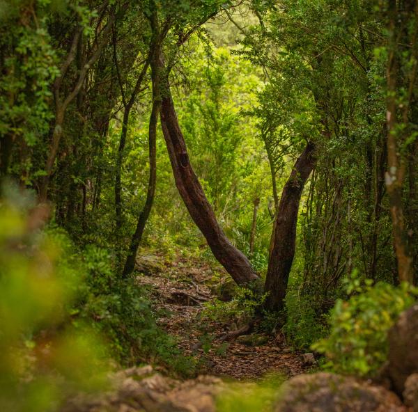 La Cova Pintada y el Racó del Moro, dentro del Parque Natural de Els Ports, en Roquetes