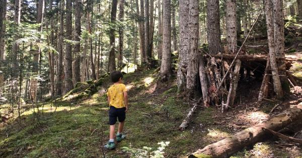 Un passeig pel Bosc de Gerdar, un dels boscos amb més avets d'Europa, a l'Alt d'Àneu