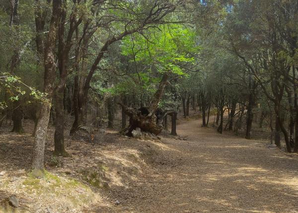 La Ruta al Castanyer del Drac, des de Montseny